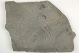 Pennsylvanian Fossil Fern (Neuropteris) Plate - Kentucky #205645-1